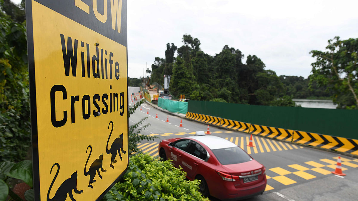 This photograph taken on 14 December 2018 shows an animal crossing traffic signboard warning motorists near road infrastructure works, in the city-state`s remaining green area leading to Singapore Zoo. Photo: AFP