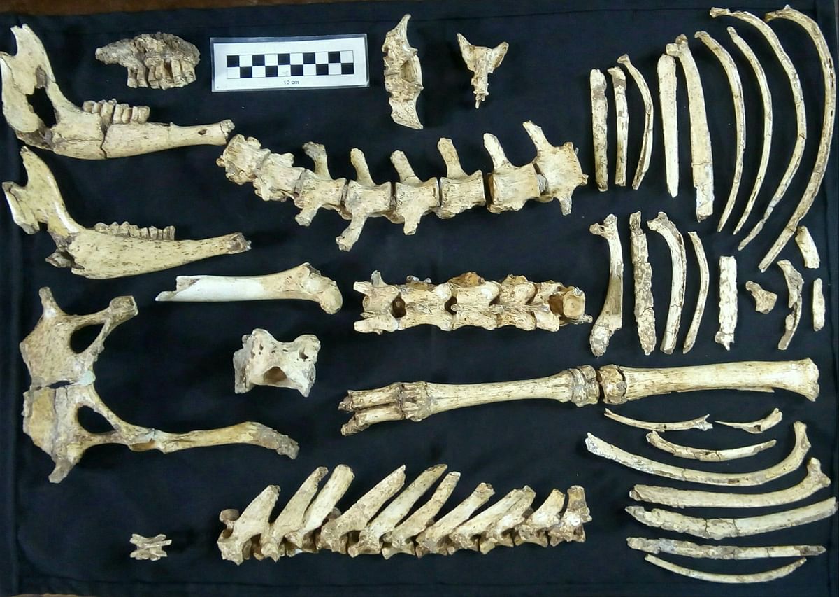Handout picture taken on October 26, 2018 and released by the Museo Paleontologico `Fray Manuel de Torres` on 7 January 2019 showing fossil bones of a prehistoric deer specimen found recently at the Campo Sposito palaeontological site in San Pedro, in the north of the Argentine province of Buenos Aires. Photo: AFP