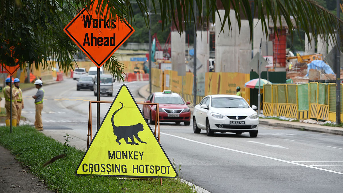 This photograph taken on 14 December 2018 shows an animal crossing traffic signboard to warn motorists near road infrastructure works, in the city-state`s remaining green area leading to Singapore Zoo. Photo: AFP