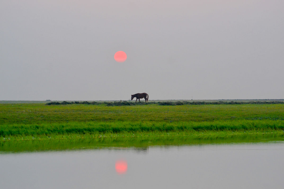 A horse grazing along the bank of the river Padma during sunset at Dogachhi, Pabna on 8 January. Photo: Hassan Mahmud