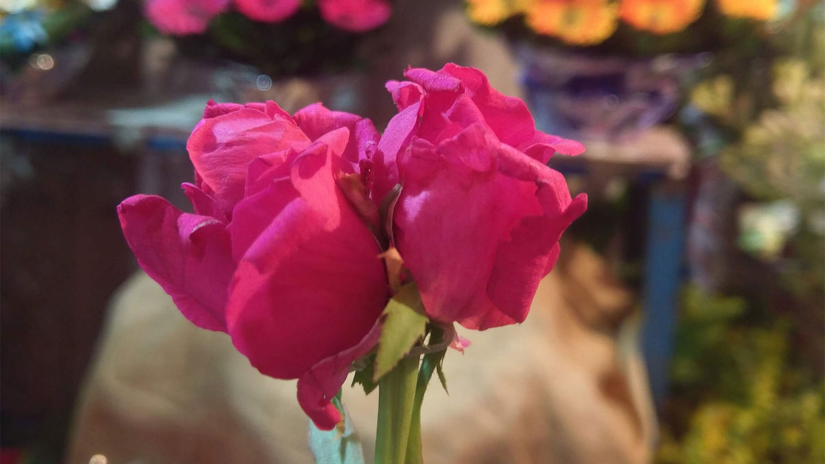 A pair of roses photographed at a flower shop at Shahbagh intersection in Dhaka on 11 January. Photo: Abu Taher Sohel