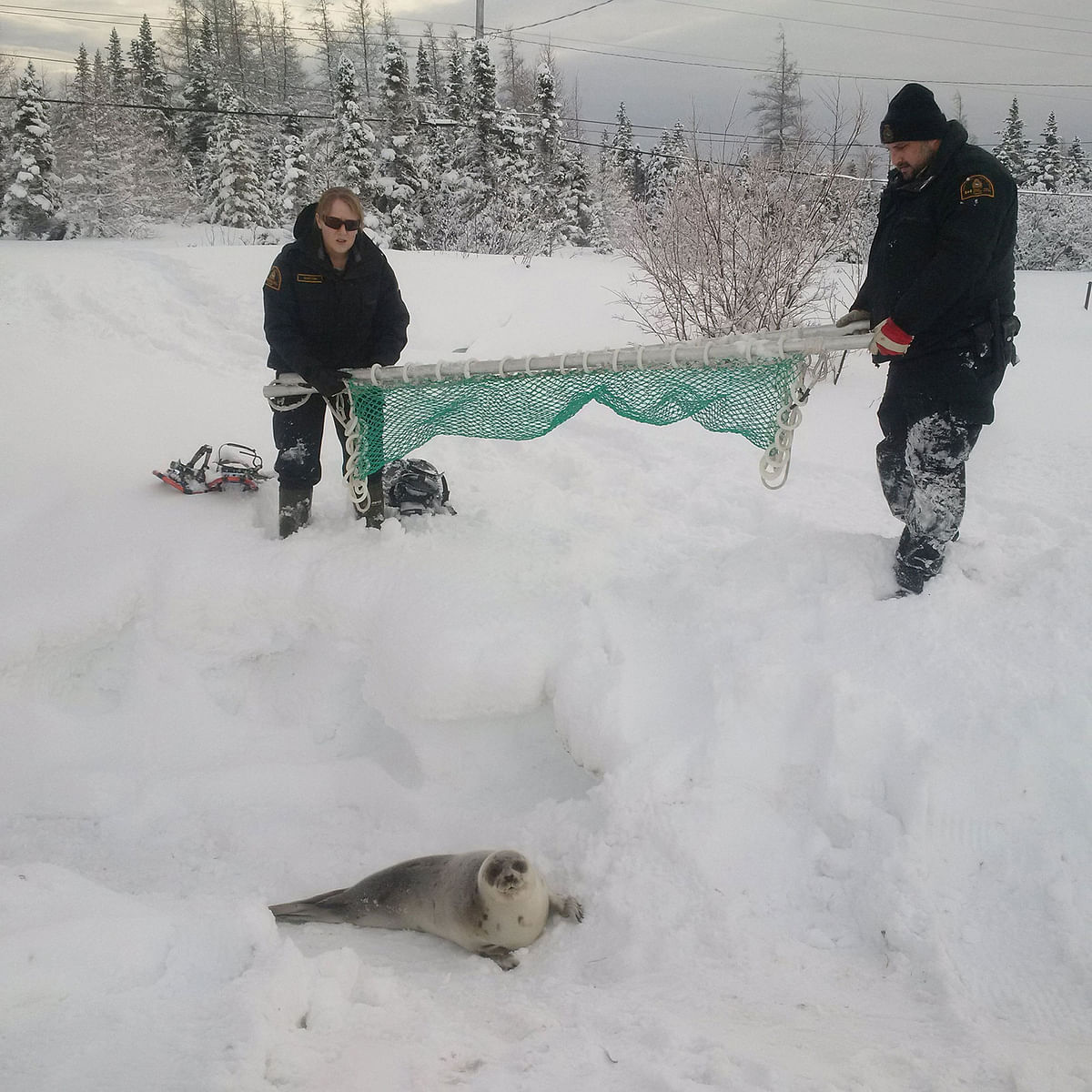 Fishery Officers from Fisheries and Oceans Canada (DFO) relocate a stranded seal near local residences, to open water in Roddickton-Bide Arm, Newfoundland, Canada, in photo received 11 January 2019. Photo: Reuters