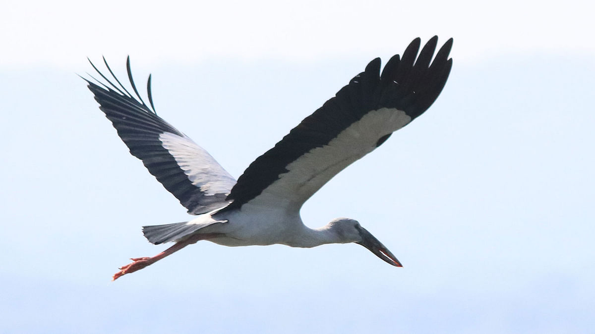 An open-bill stork flying over the Kaptai Lake in Shilkapachhora of Langadu upazila in Rangamati. The photo was recently taken by Nerob Chowdhury.