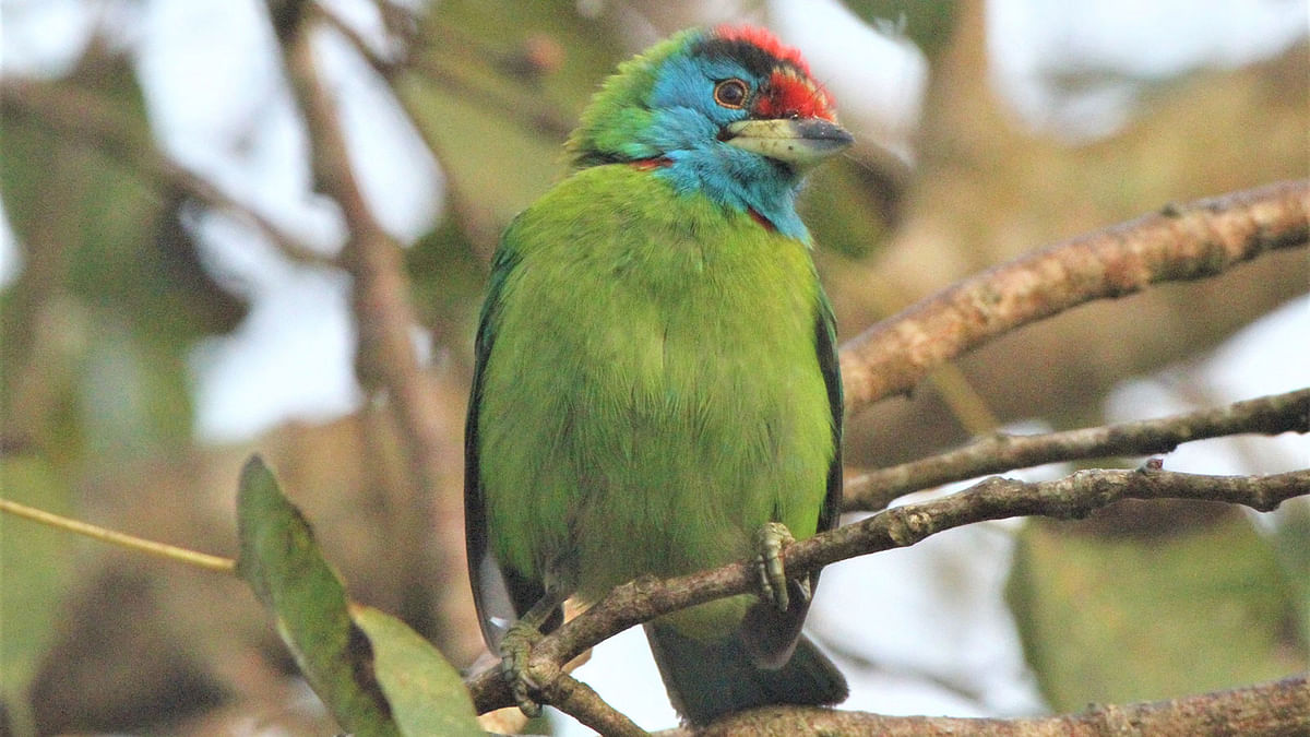 This 11 January photo shows a blue-throated barbet perched on a branch in Lumbini, Rangamati. Photo: Supriya Chakma