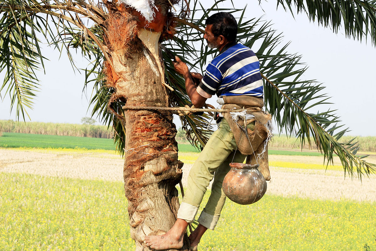 This 11 January photo shows a gachhi (date plant juice collector) cuts the bark of a date plant in Shahar Bypass area in Kushtia to set an earthen pot for collecting juice. Photo: Touhidi Hassan