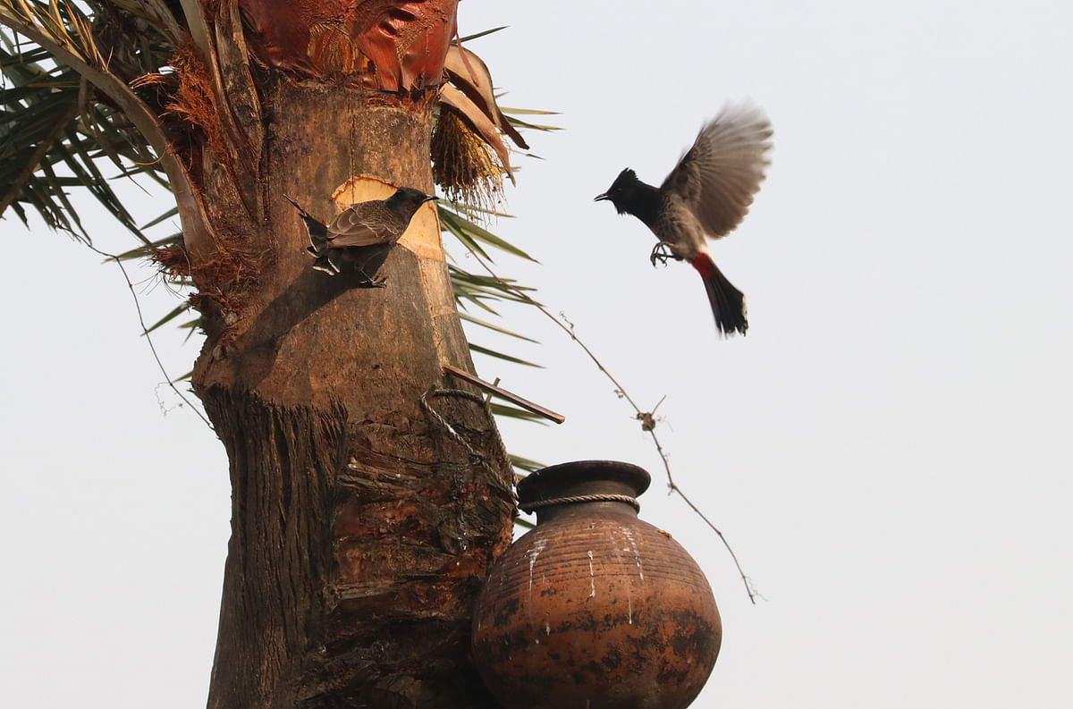 A bulbul hovers around a date palm tree as it sips the dripping juice from the tree. Boladangagram, Jashore on 14 January. Photo: Ehsan-Ud-Doula