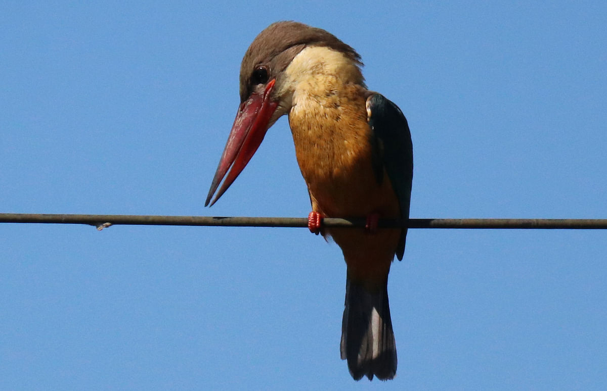 A kingfisher perched on an electric cable at Kalyalnpur, Khagrachhari on 6 January. Photo: Nerob chowdhury