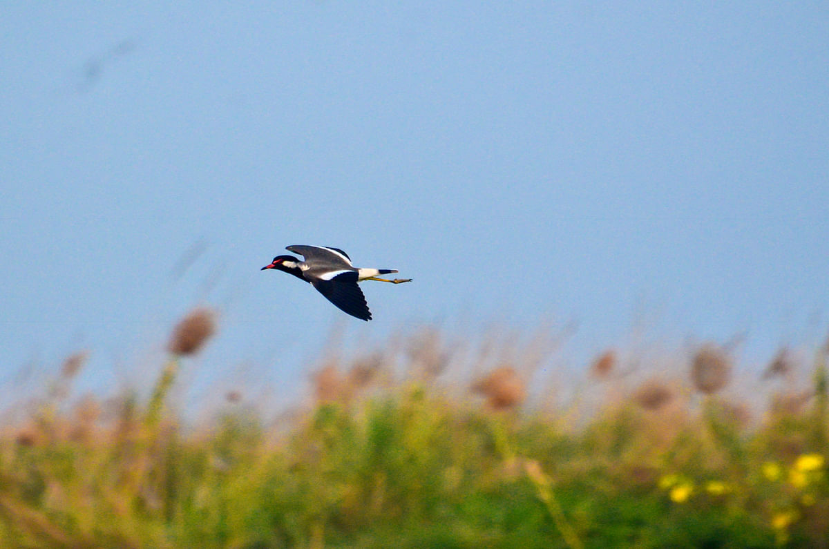 Red-wattled lapwing hovering high at Padmar Char, Pabna recently, Photo: Hassan Mahmud