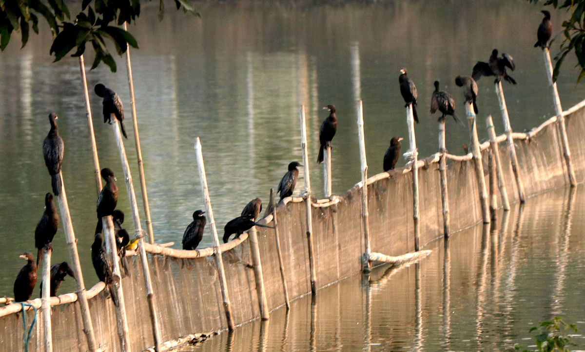 Cormorant birds perched on at Sherpur, Bogura on 13 January. Photo: Soel Rana