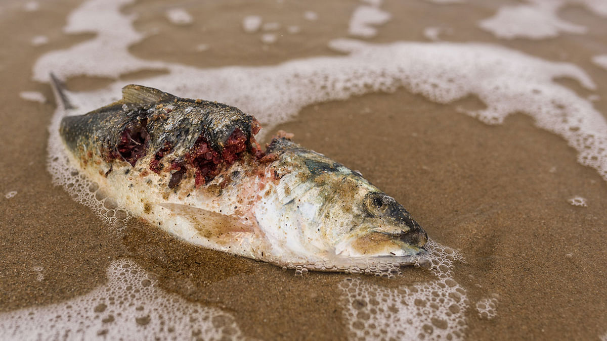 Dead fish ashore. Photo: Collected