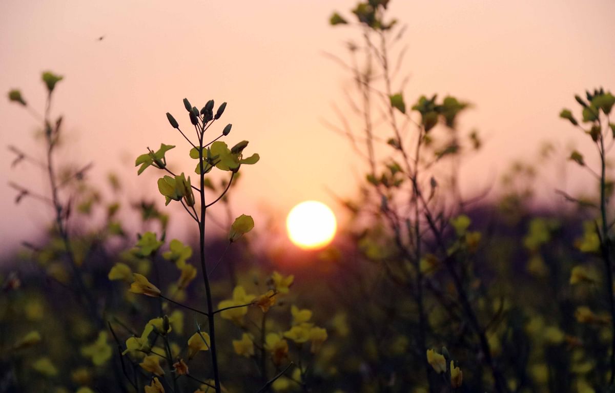 Sunset across the blooming mustard fields at Kandughar, Brahmanpara, Cumilla on 13 January. Photo: Emdadul Haque