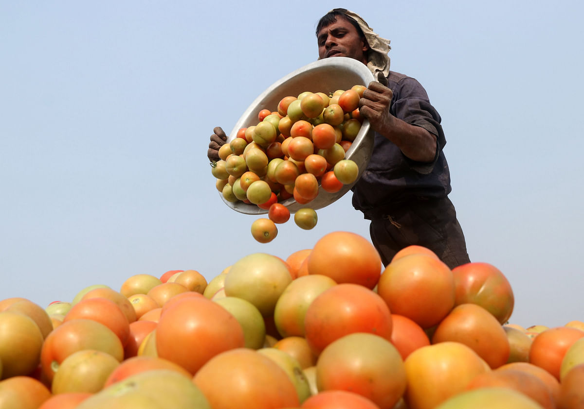 A farmer piling up tomatoes at Khokshahata, Dhunat in Bogura on 15 January, Photo: Soel Rana