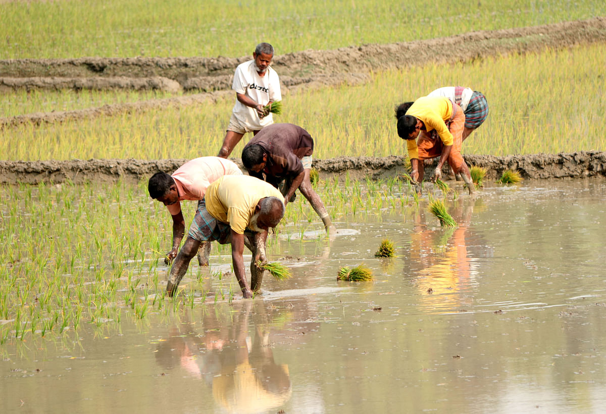 Farmers planting boro rice seedlings at Khokshahata, Dhunat, Bogura on 14 January. Photo: Soel Rana