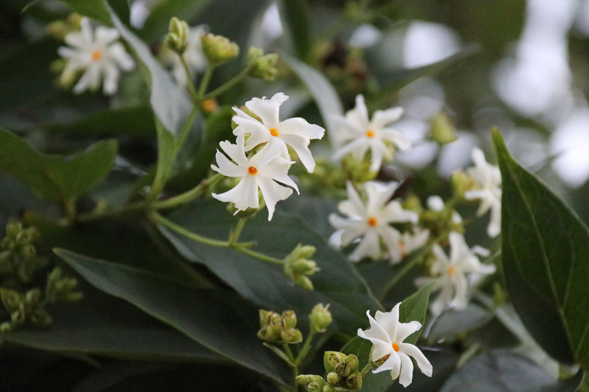 Jasmine blooms at Shantinagar, Khagrachhari on 15 January. Photo: Nerob Chowdhury