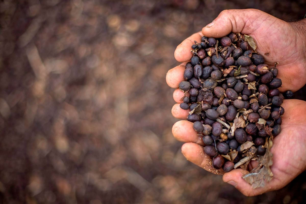 In this file photo taken on 23 November 2017 Farmer shows hand-picked coffee beans on his family farm located in Forquilha do Rio, municipality of Dores do Rio Preto, Espirito Santo, Brazil, on 23 November 2017. Photo: AFP