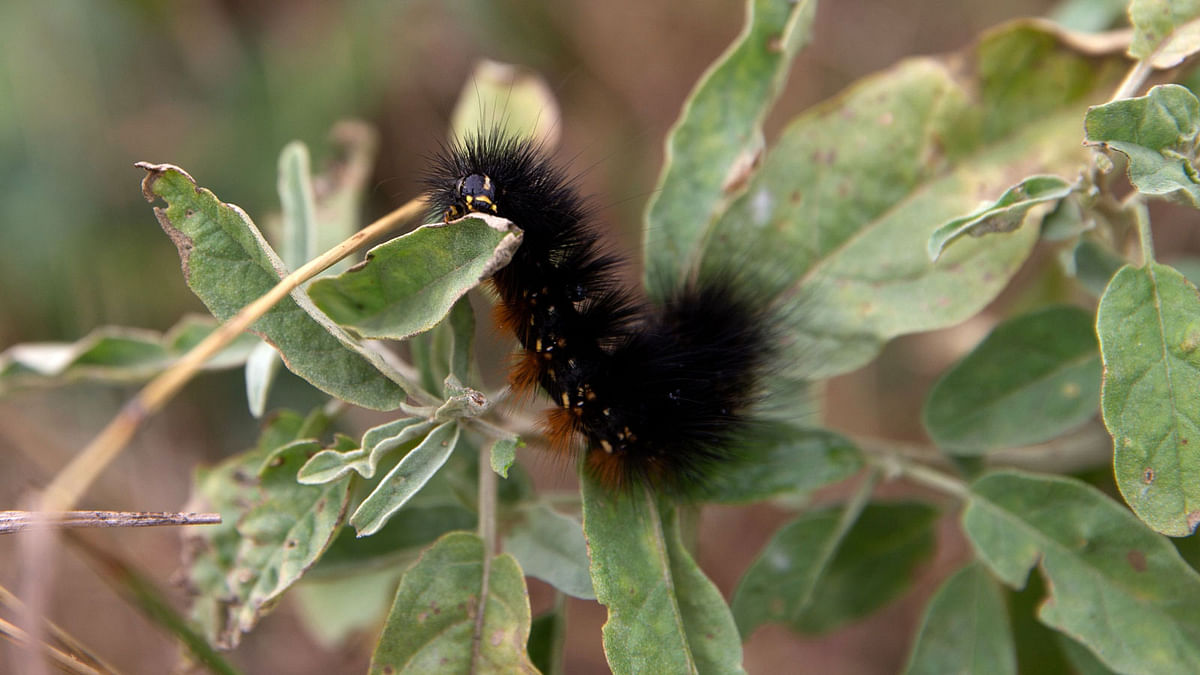 A caterpillar at the National Butterfly Centre on 16 January 2019, in Mission. Texas. Photo: AFP