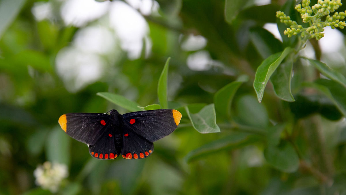 A Red-bordered Pixie butterfly at the National Butterfly Centre on 16 January 2019 in Mission. Texas. Photo: AFP
