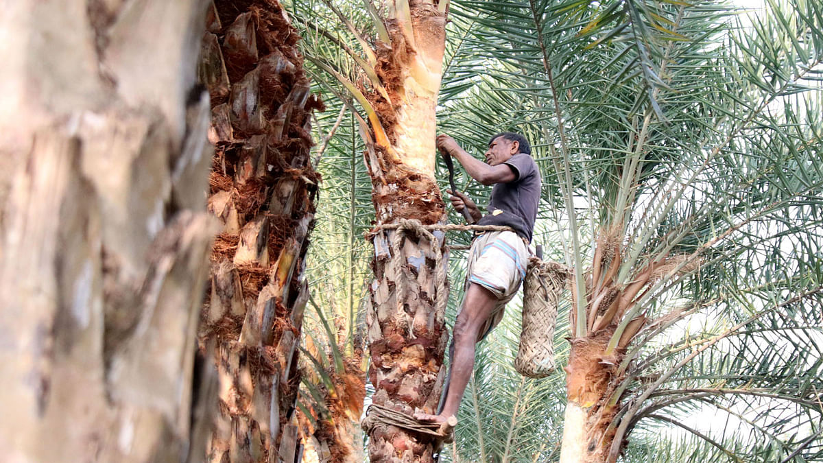 A man working on a date palm tree to collect the date palm juice at Jantrapara, Nazirpur in Pabna recently. Photo: Hassan Mahmud