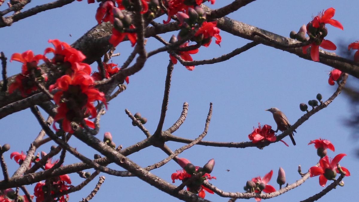 A myna perched on a branch among silk cotton flower blooms at Humayun Rashid compounds, Sylhet on 21 January. Photo: Anis Mahmud