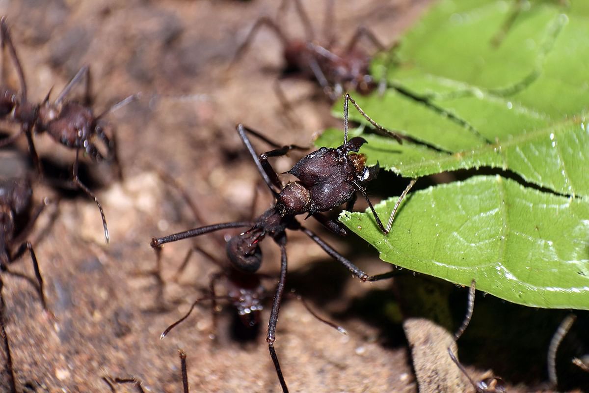 A handout photo obtained from the Northwestern University on 22 January 2019 shows leaf-cutter ants transporting leaves. Photo: AFP