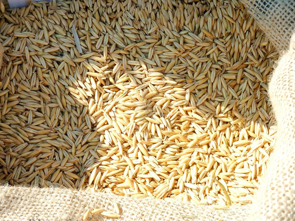 Grains of wheat. Photo: Collected