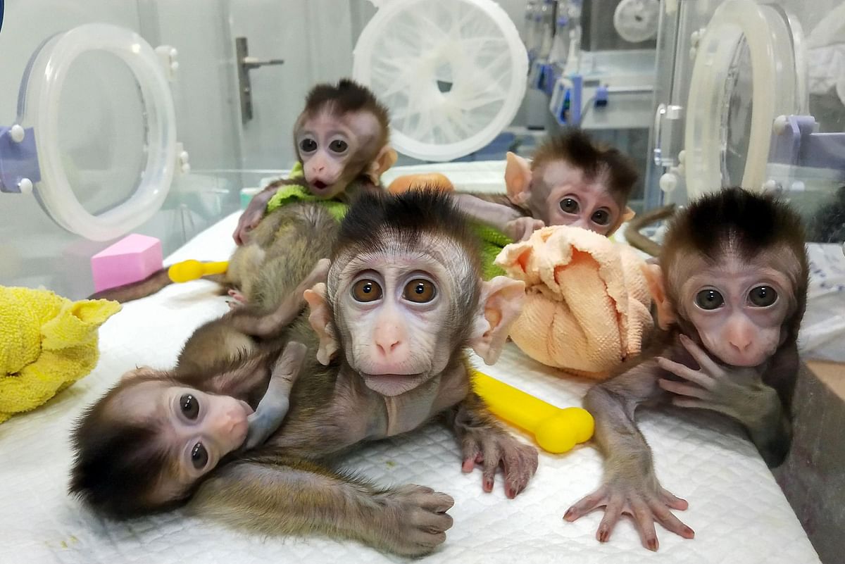 This picture taken on 26 November 2018 and released on 24 January 2019 by the Chinese Academy of Sciences Institute of Neuroscience via CNS shows five cloned macaques at a research institution near Shanghai. Photo: AFP