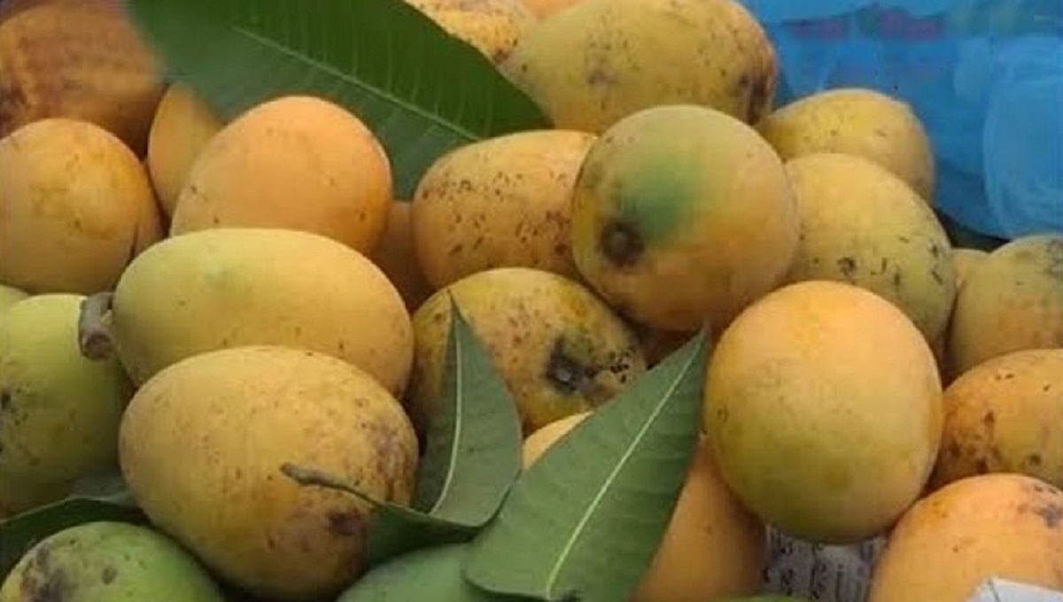 Khirshapat mangoes. Photo: UNB
