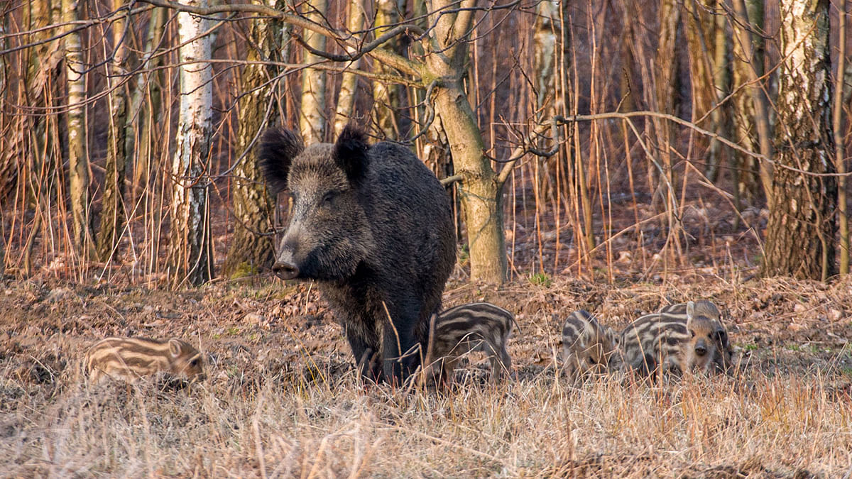 Poland boar