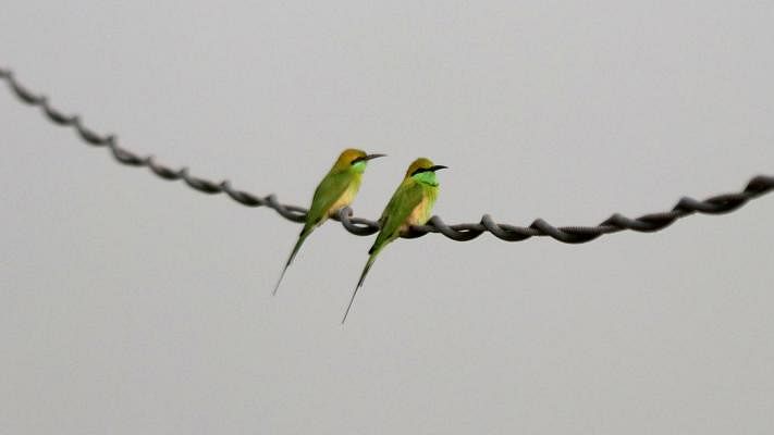 Two bee-eaters perched on an electric cable at Awtapara, Ishwardi in Pabna on 27 January. Photo: Hassan Mahmud
