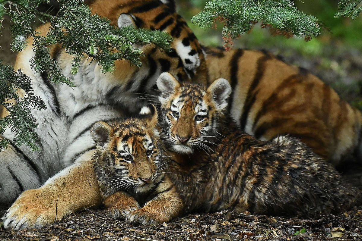 Amur Tiger cubs born in Dublin Zoo, the largest big cat in the world, are seen publicly for the first time in Dublin, Ireland, 26 January 2019. Photo: Reuters