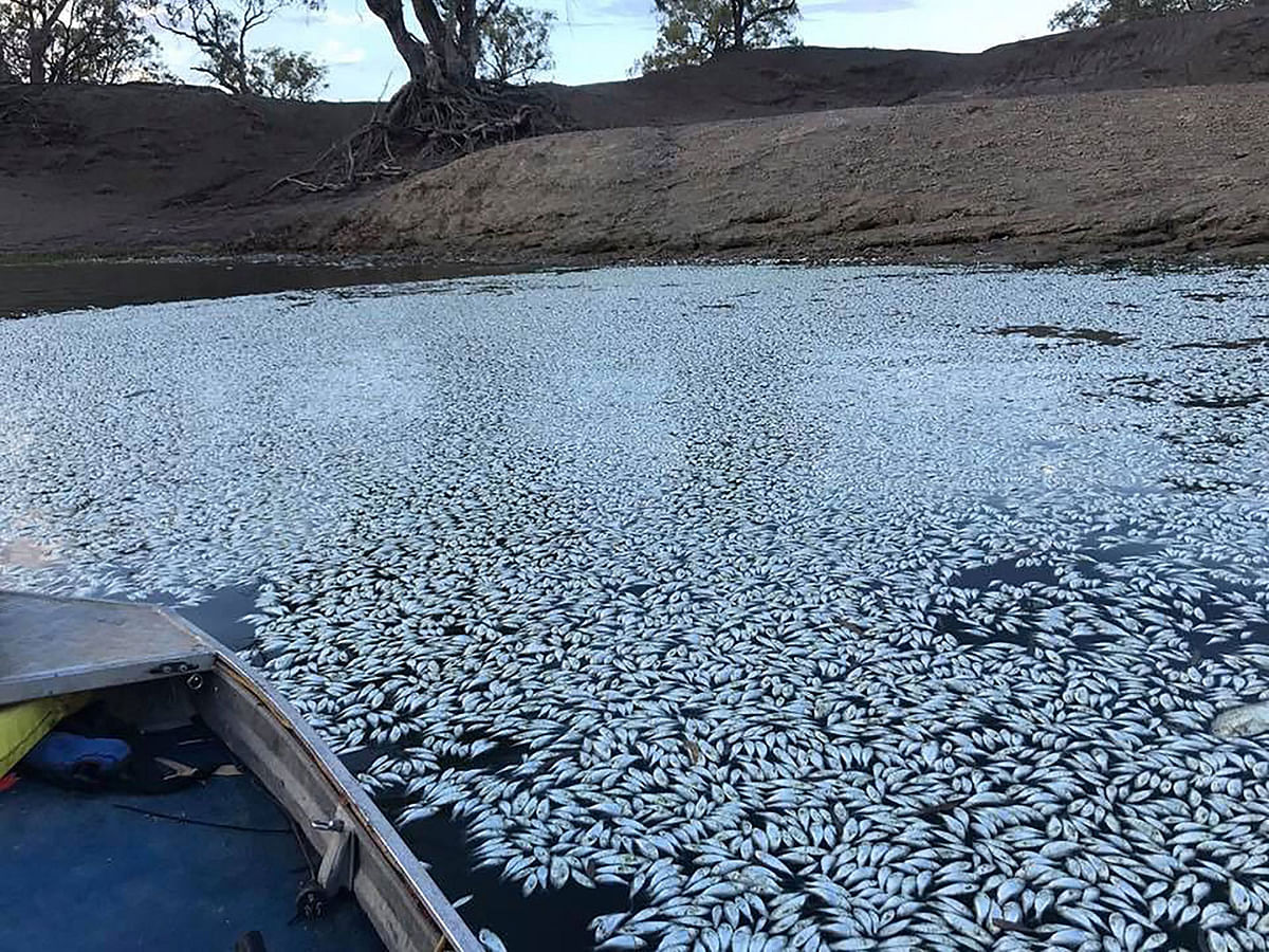 This handout photograph taken and received from Robert Gregory on 29 January 2019 shows scores of dead fish floating on the Darling river in Menindee. Thousands more fish have died in a key river system in drought-hit eastern Australia just weeks after up to a million were killed, authorities and locals said 28 January, sparking fears an ecological disaster is unfolding. Photo: Reuters