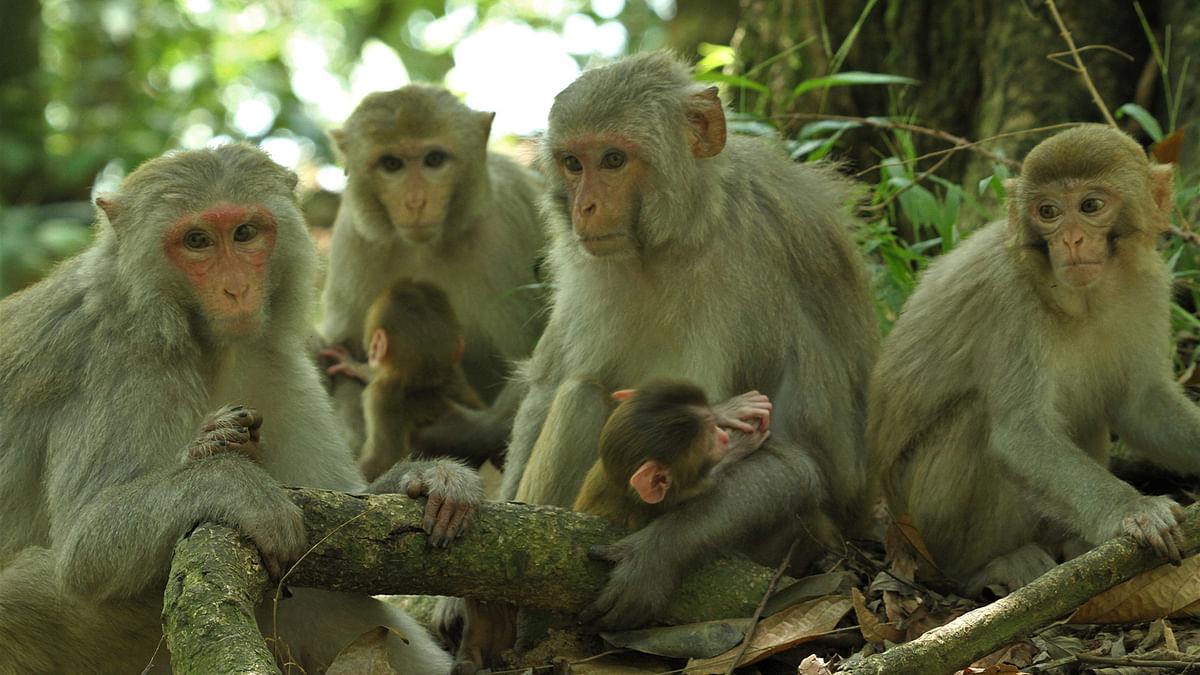 Monkeys huddled together during the winter at Baradam, Manikchhari in Rangamati on 1 February. Photo: Supriya Chakma