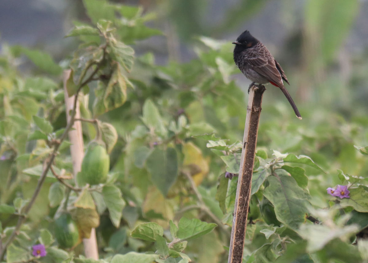 A bulbul perched on a bamboo used to support an aubergine plant at Golabari in Khagrachhari on 3 February. Photo: Nerob Chowdhury