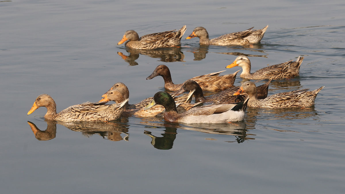 Ducks swimming in the water of the river Kaliganga, Tora in Ghior, Manikganj on 2 Ferbruary. Photo: Abdus Salam