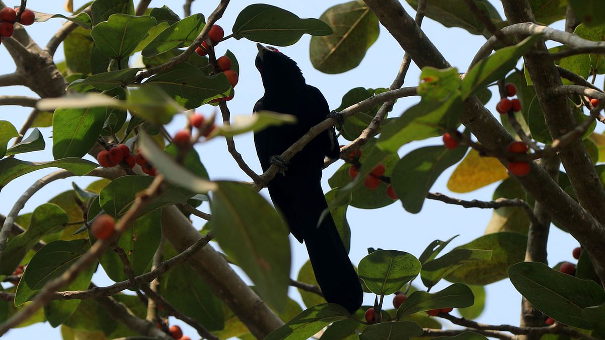 A cuckoo perches on a banyan branch at Government Azizul Haque College compound, Bogura on 4 February. Photo: Soel Rana