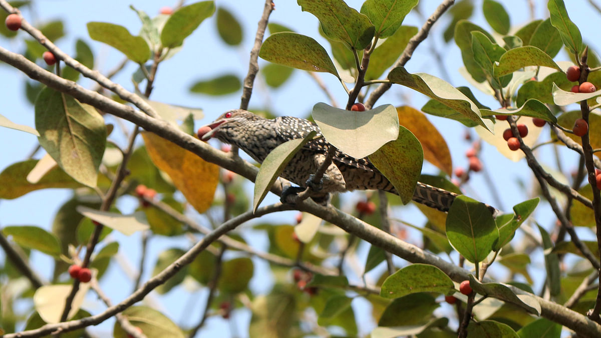 A cuckoo pecks on figs perching on a branch at Government Azizul Haque College compound, Bogura on 4 February. Photo: Soel Rana