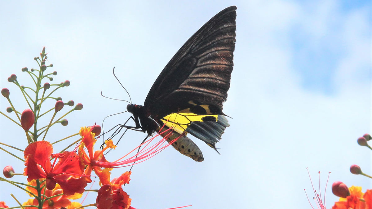 A butterfly perches on a peacock flower at Manikchhari in Rangamati on 3 January. Photo: Supriya Chakma