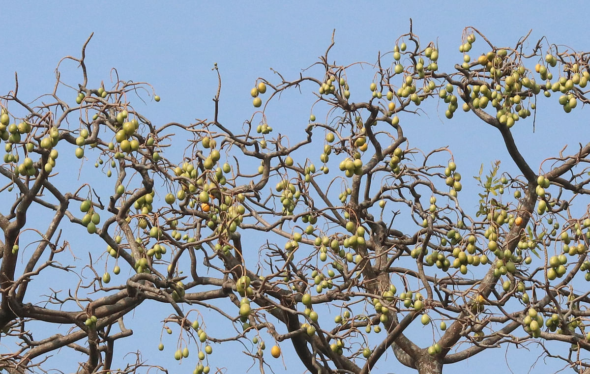Hog plums hanging from tree at Ghoramara, Rajshahi on 4 February. Photo: Shahidul Islam