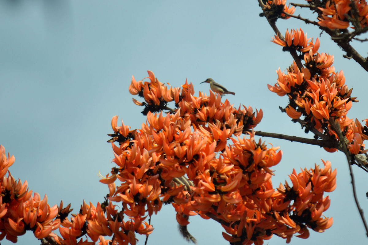 A bird perches amid Palash blooms at Baburbagan, Dapunia in Pabna on 4 February. Photo: Hasan Hahmud