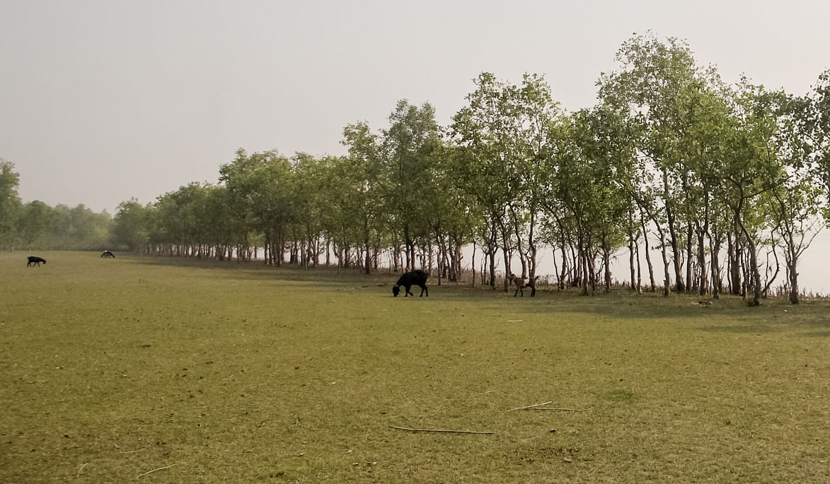 Goats grazing on the pastures along the bay at Taltoli, Barguna on 4 February. Photo: Saiyan