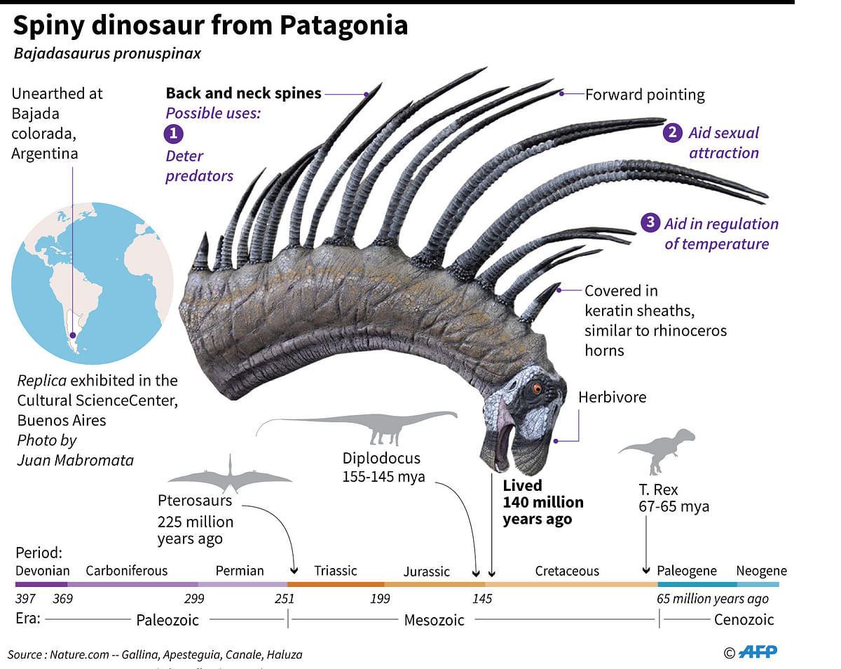 Graphic on spiny herbivorous dinosaur from 140 million years ago discovered in Argentina. Illustration: AFP