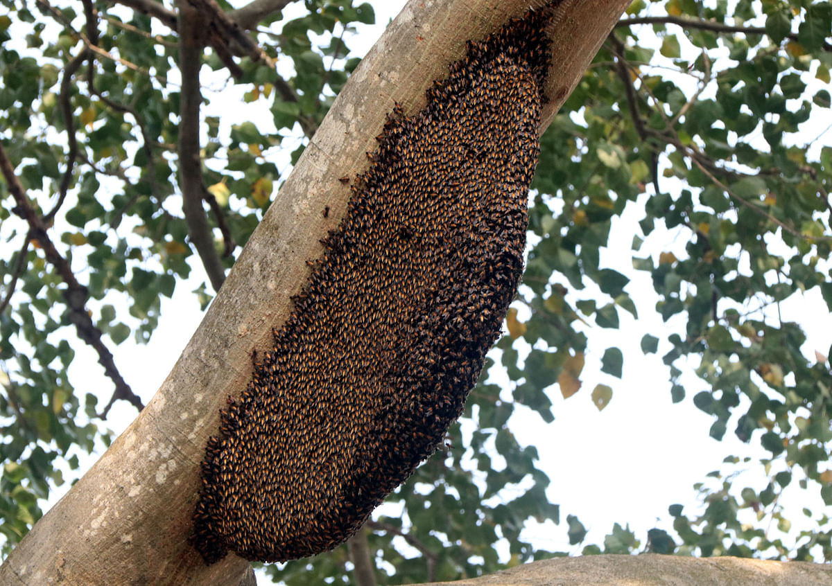 Beehive on a banyan tree at Kalitala Growen, Sariakandi, Bogura on 5 February. Photo: Soel Rana