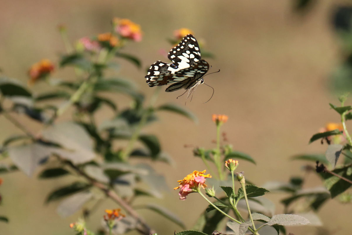 A butterfly flies amid wildflowers in Noonchhari Tholipara, Khagrachhari on 6 February. Photo: Nerob Chowdhury