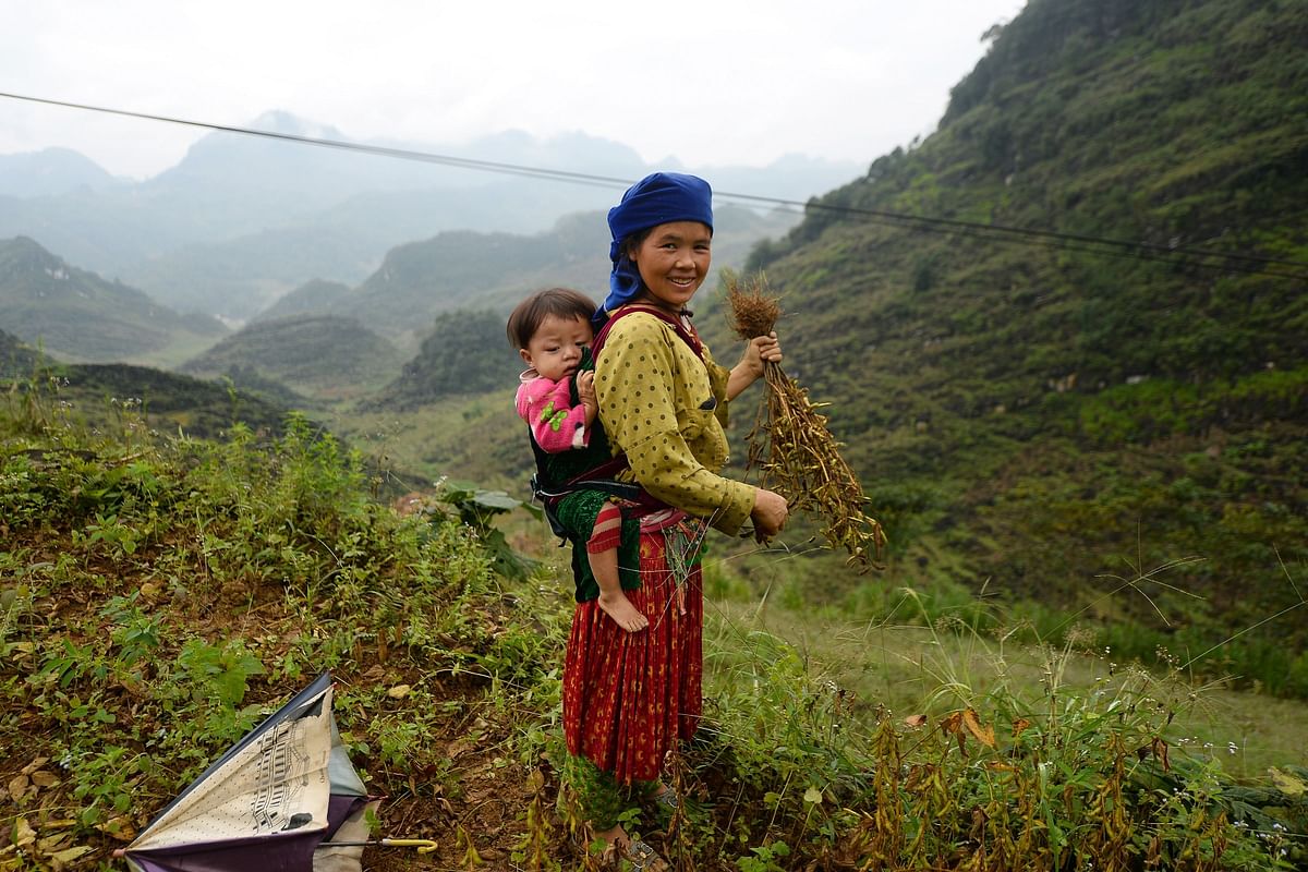 This picture taken on 29 October 2018 shows a Hmong woman carrying her child on her back while harvesting soybeans on a hill in Dong Van district, northern Vietnam`s Ha Giang province. Photo: AFP