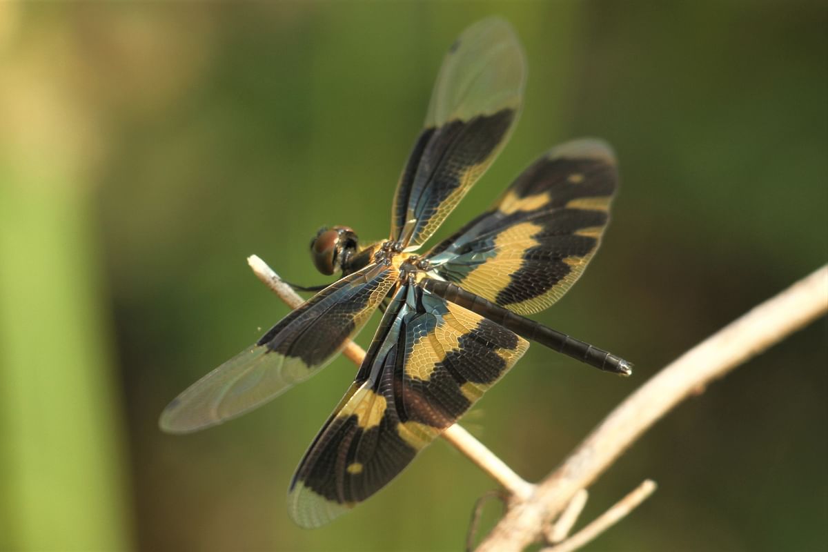 The picture of the dragonfly was captured by Supriya Chakma from Rangamati on 6 January.