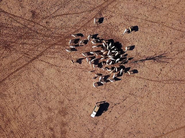 Farmer May McKeown feeds the remaining cattle on her drought-effected property located on the outskirts of the north-western New South Wales town of Walgett in Australia, on 20 July 2018. Reuters File photo