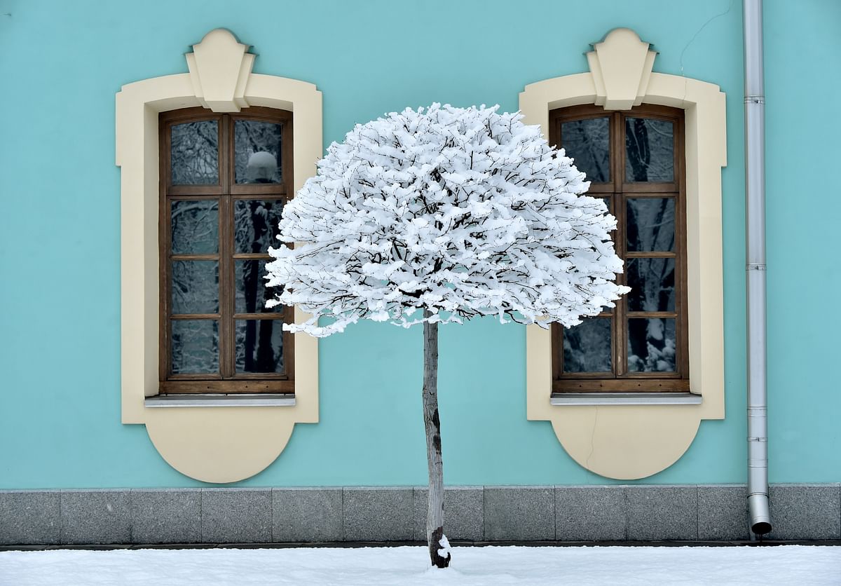 A picture shows a tree covered with snow after heavy snow fall in the Ukrainian capital Kiev, on 6 February 2019. Photo: AFP