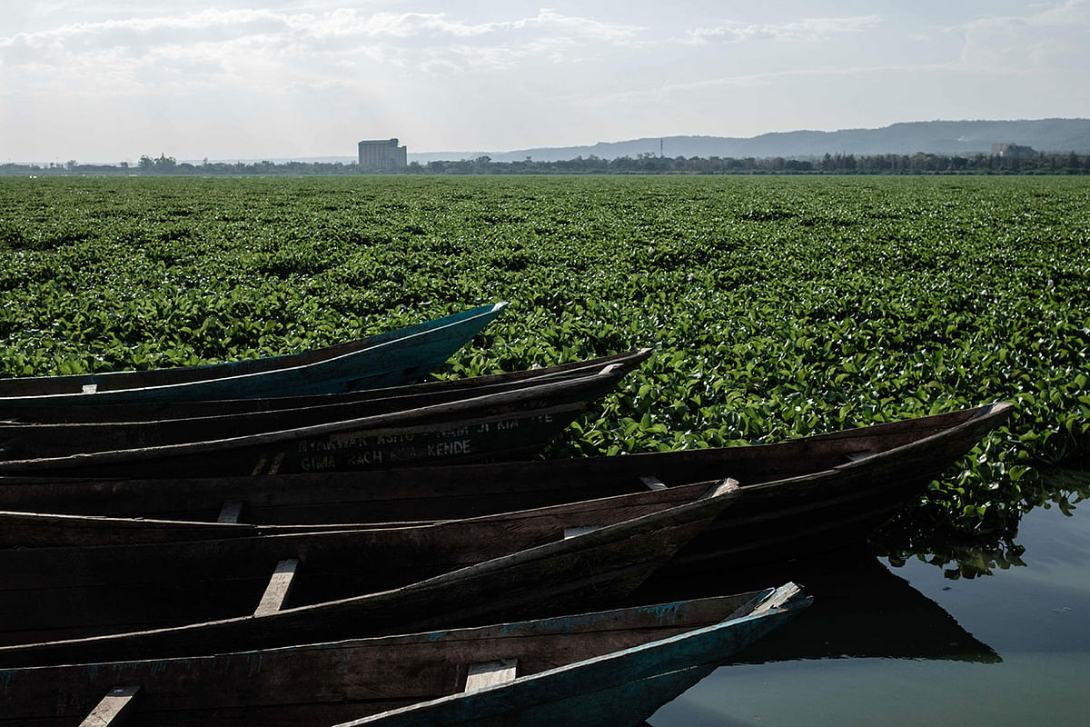 In this file photo taken on 1 October 2018 shows a general view of water hyacinth covering Lake Victoria at Kichinjio beach in Kisumu, western Kenya. Photo: AFP