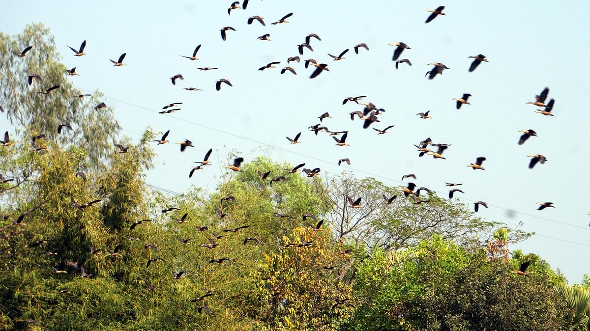 Migratory birds flying in the sky at Laskar Ojir Dighi in Kodolpur, Raozan in Chattogram on 8 February. Photo: SM Yousuf Uddin
