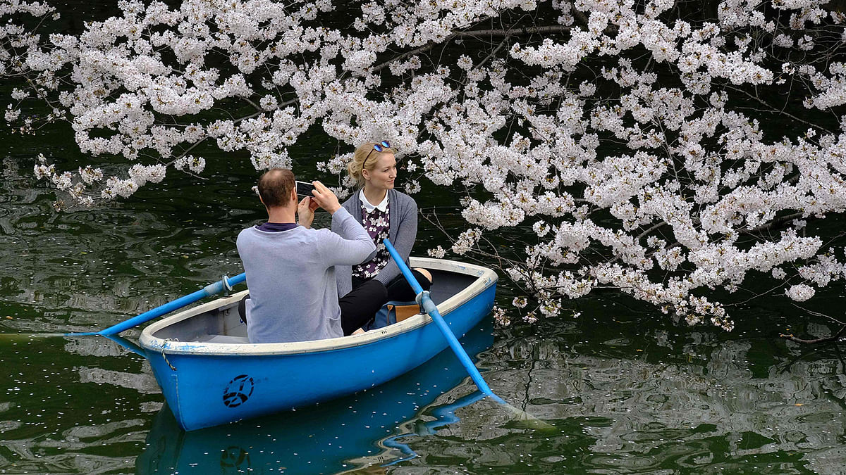 In this file photo taken on 27 March, 2018 visitors take a photograph alongisde cherry blossoms in full bloom in the Japanese capital Tokyo. Photo: AFP
